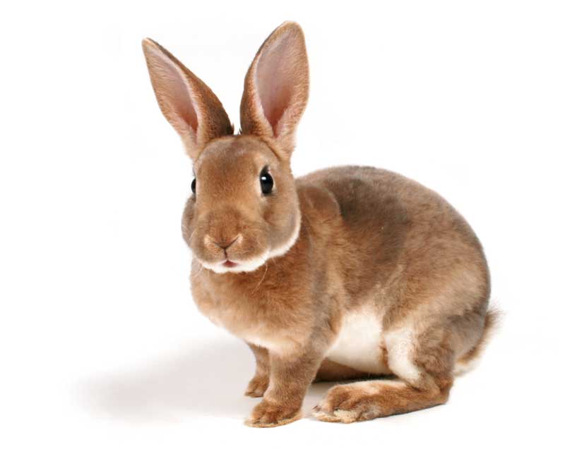 A brown rabbit isolated on white