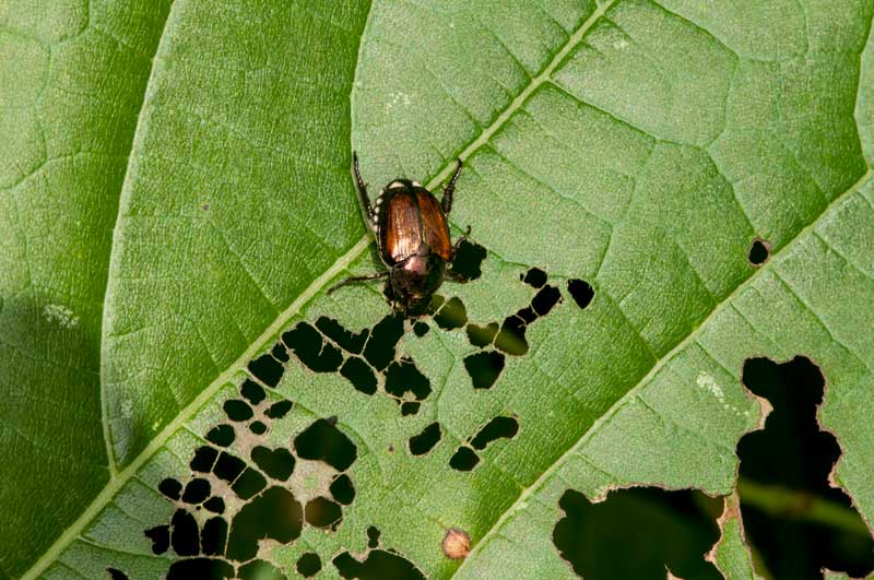 A beetle destroying leaves