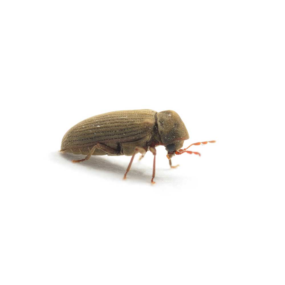 Woodworm beetle isolated on white