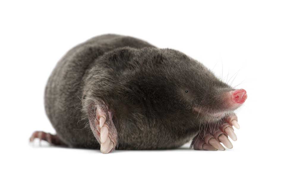 Mole isolated on white