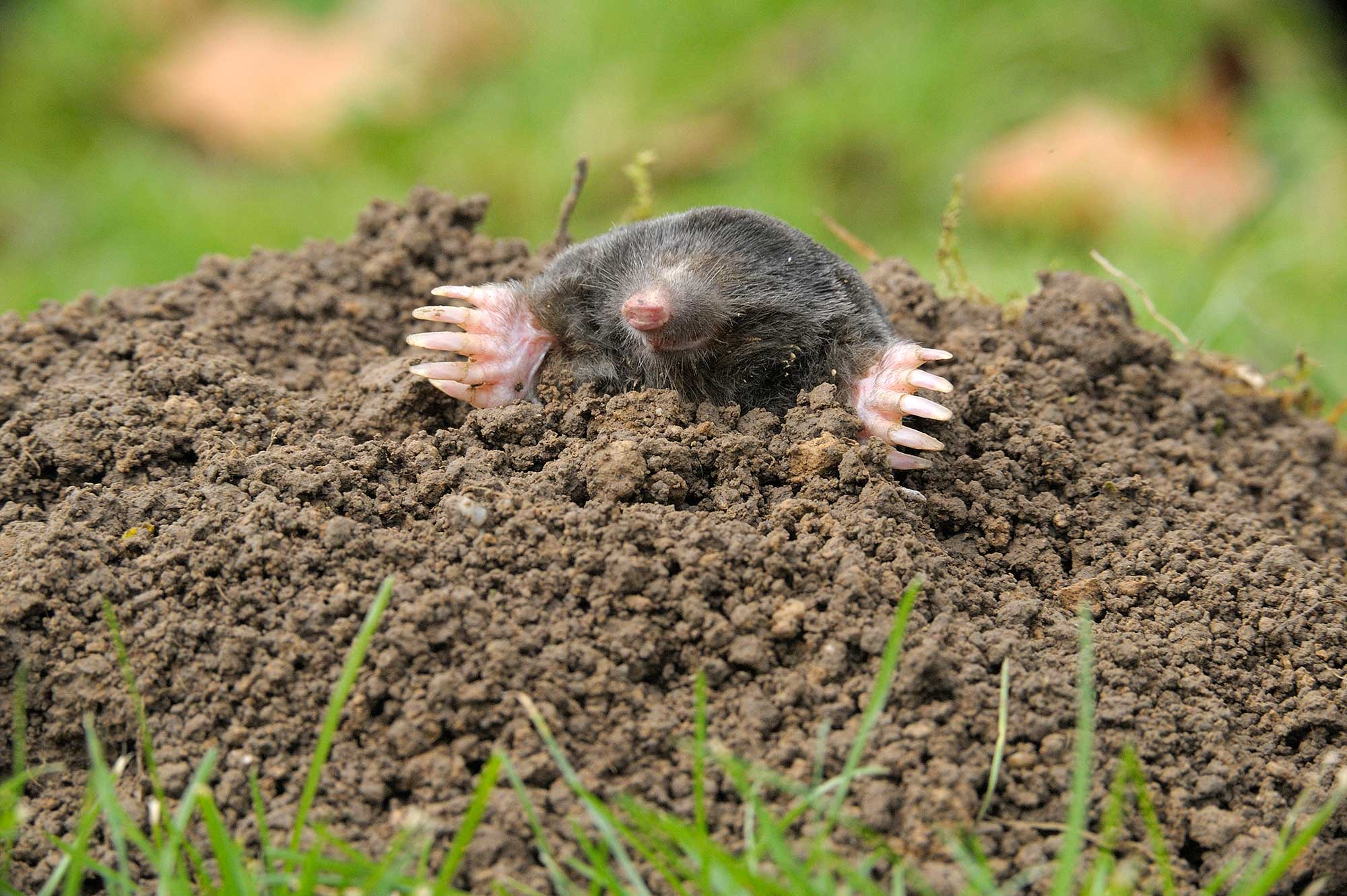 A mole emerging from its hole in the grass