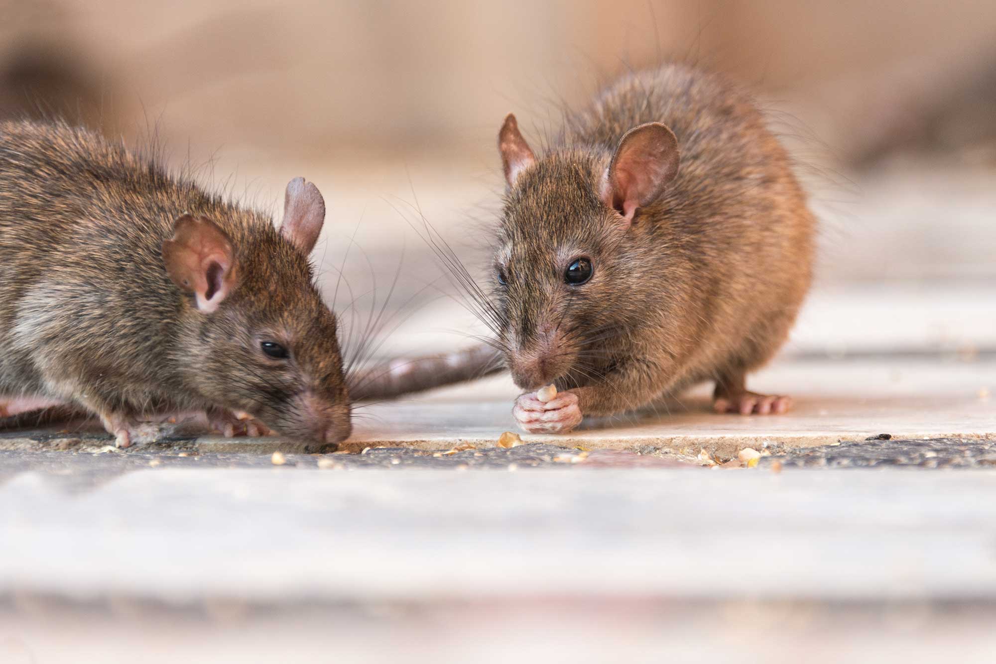 Get Rid of Rat Infestations