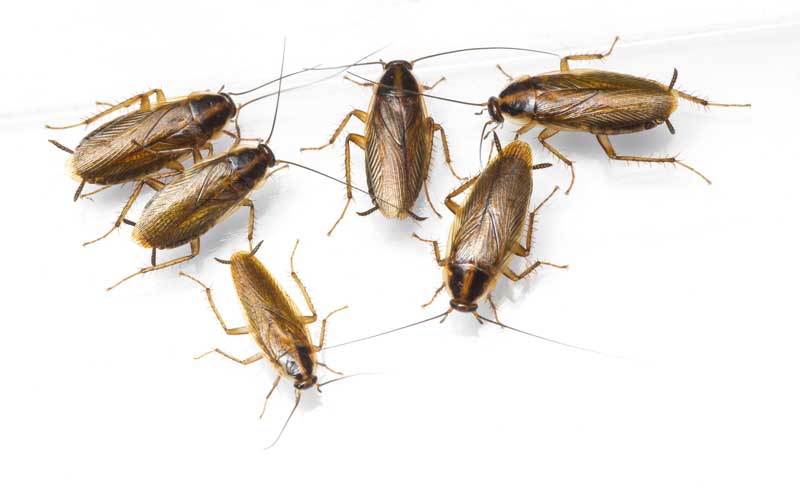 Close up of six cockroaches