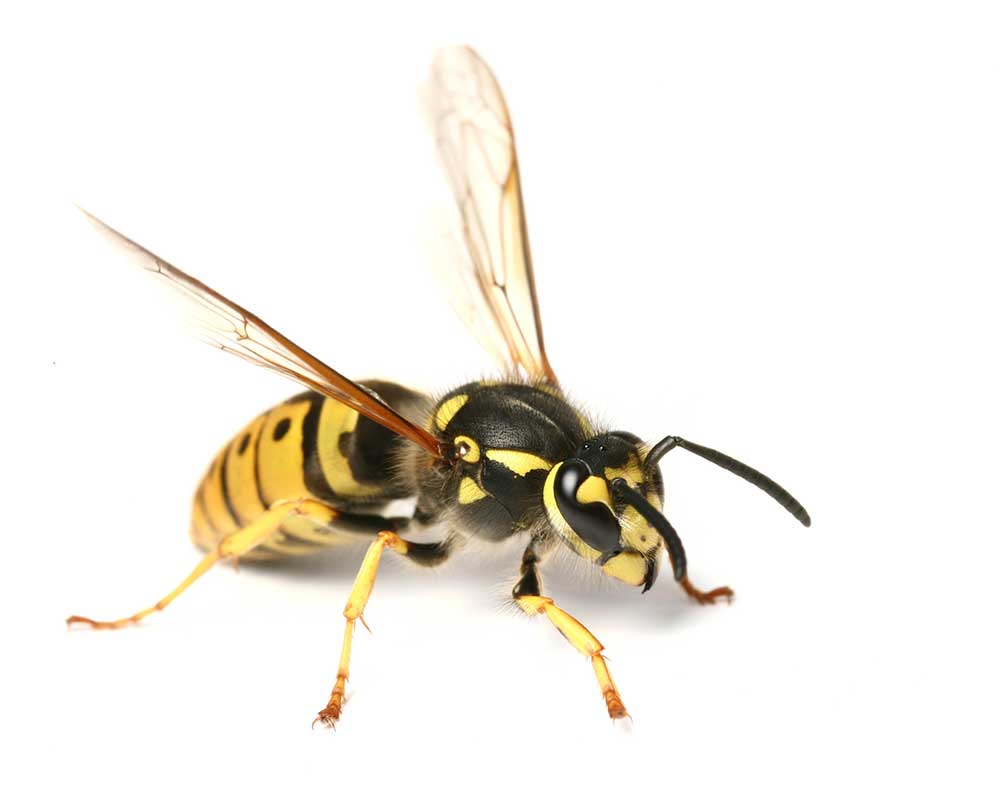 Wasp isolated on white