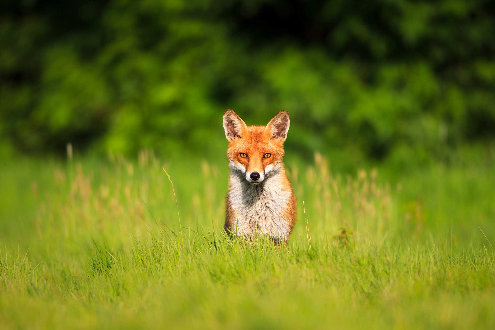 A red fox in the grass