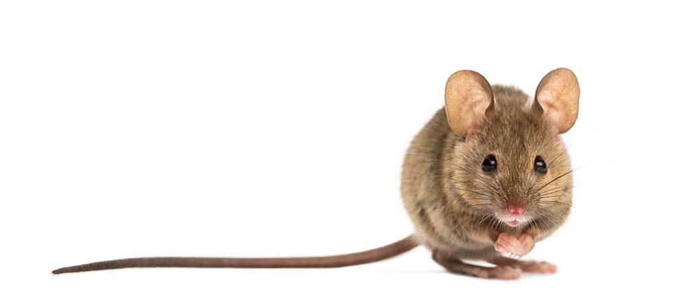 Mouse with long tail isolated on white