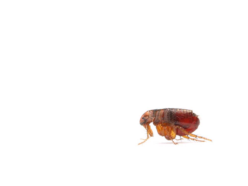 Flea isolated on white