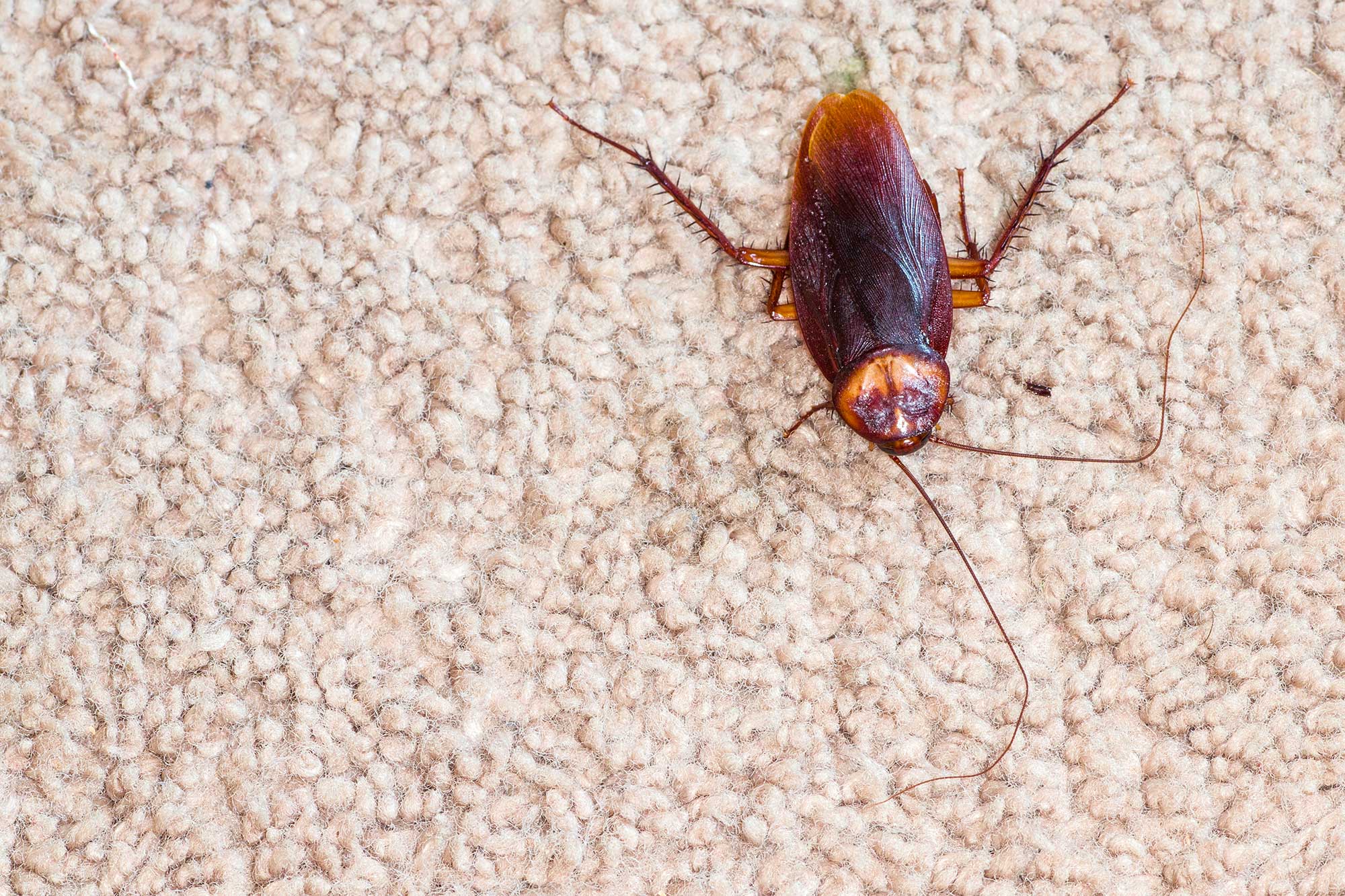 Cockroach on carpet