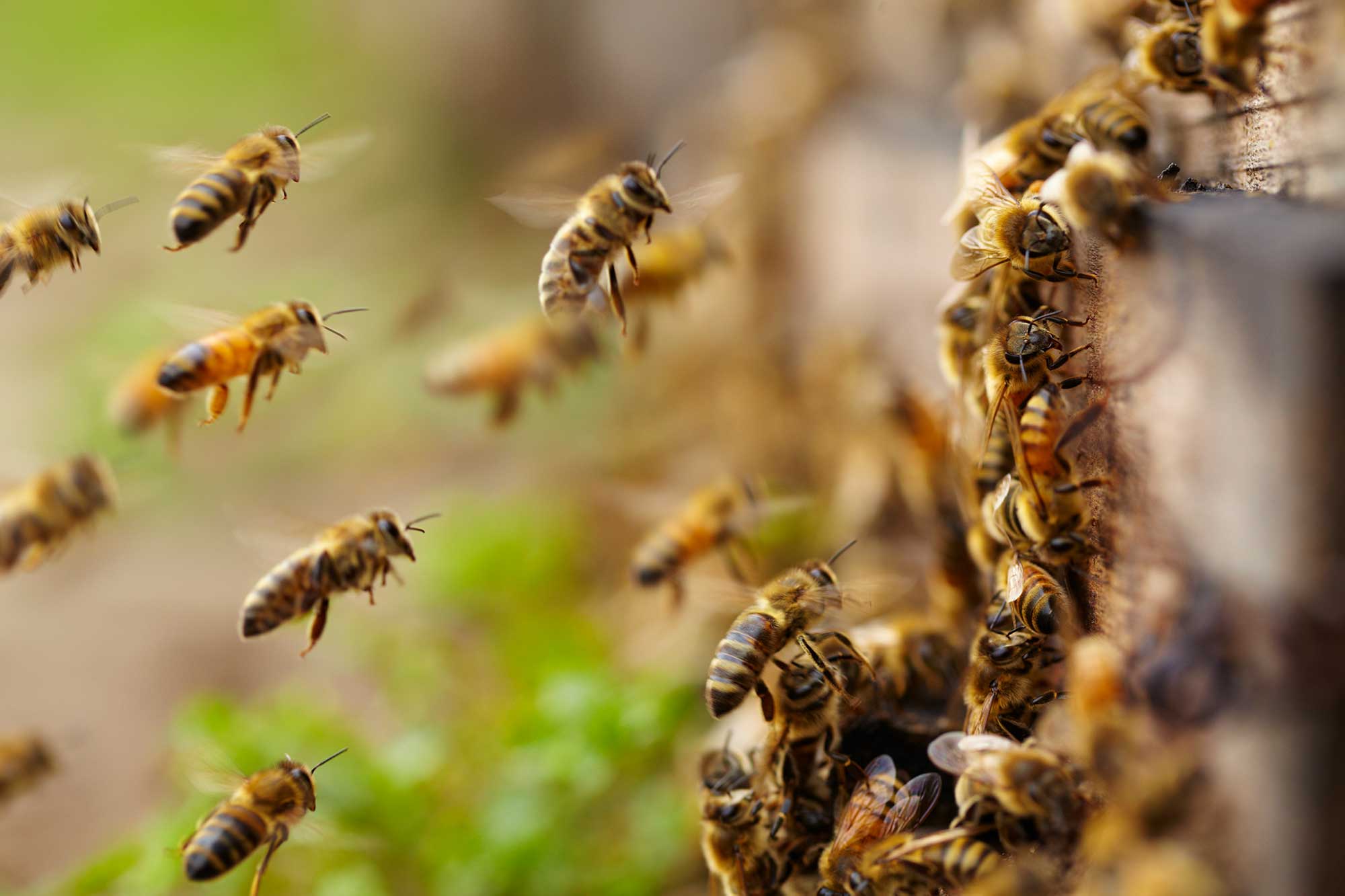 Bees flying to their nest