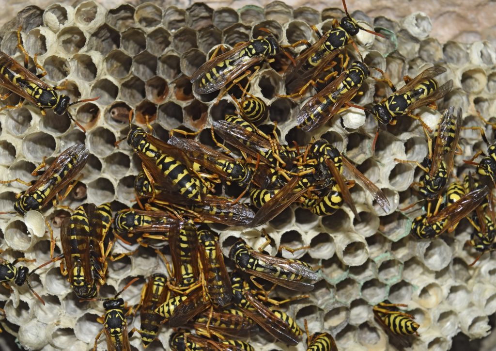 Dormant Wasp Nest Removal - Safety Tips to Keep in Mind