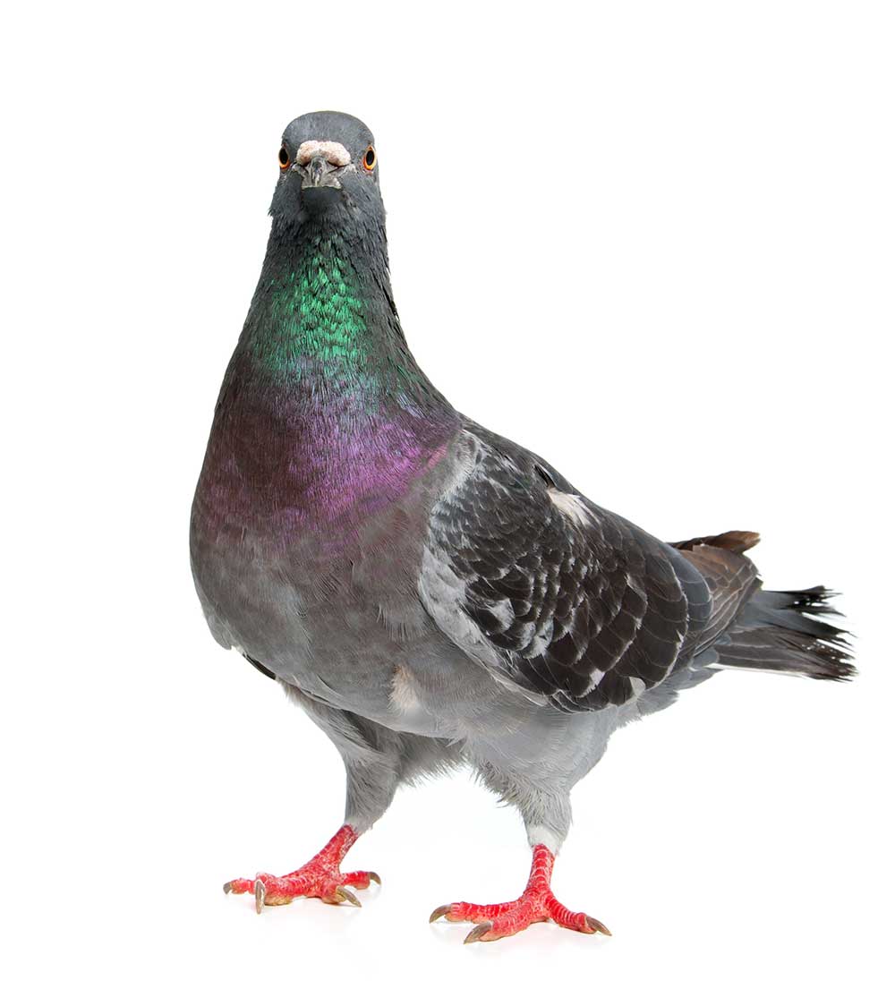 Pigeon isolated on white