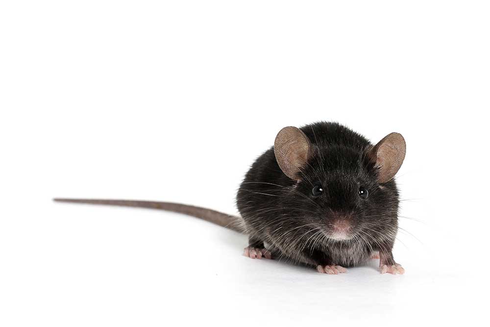Black mouse isolated on white