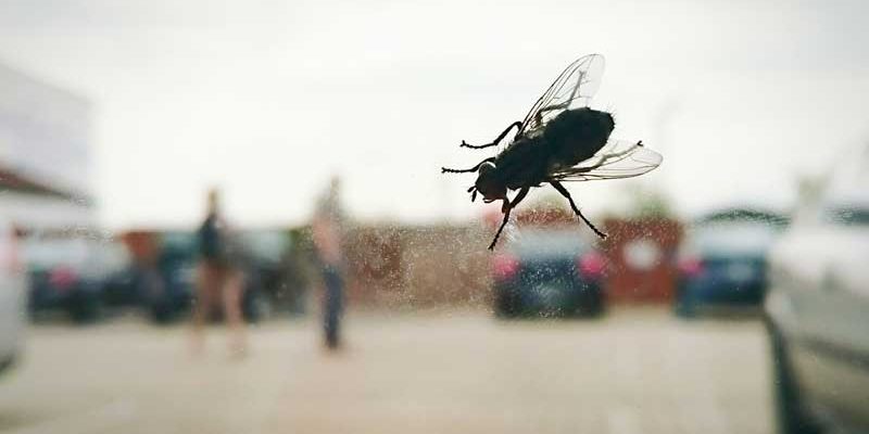 Most Common Types of Flies You Can See in the UK