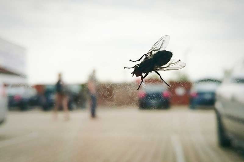 A fly on a window