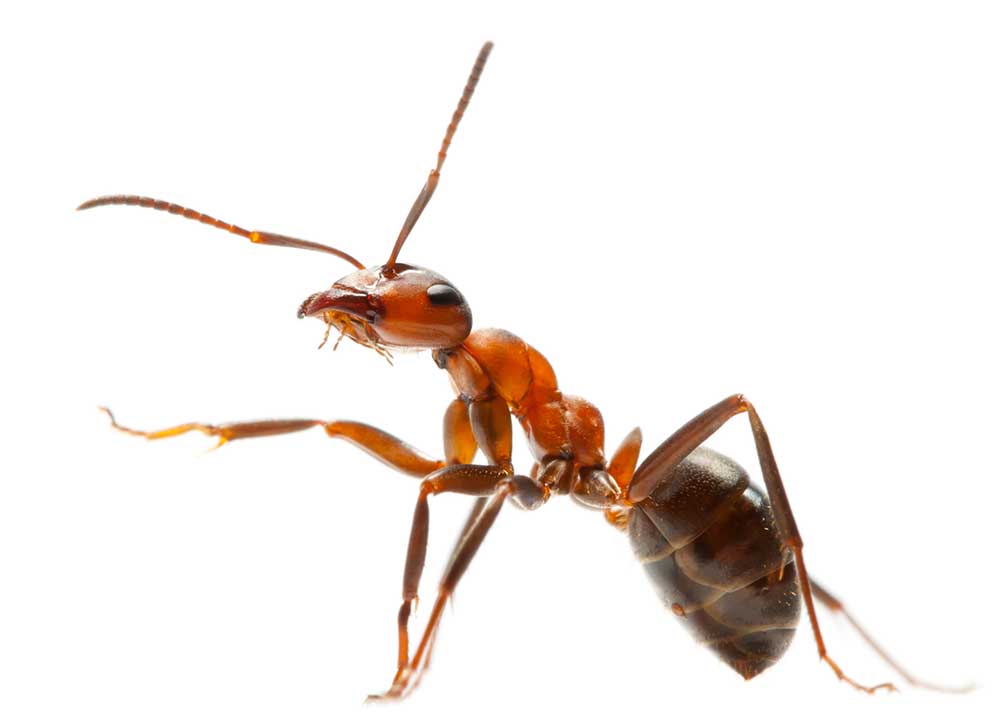 Red ant isolated on white