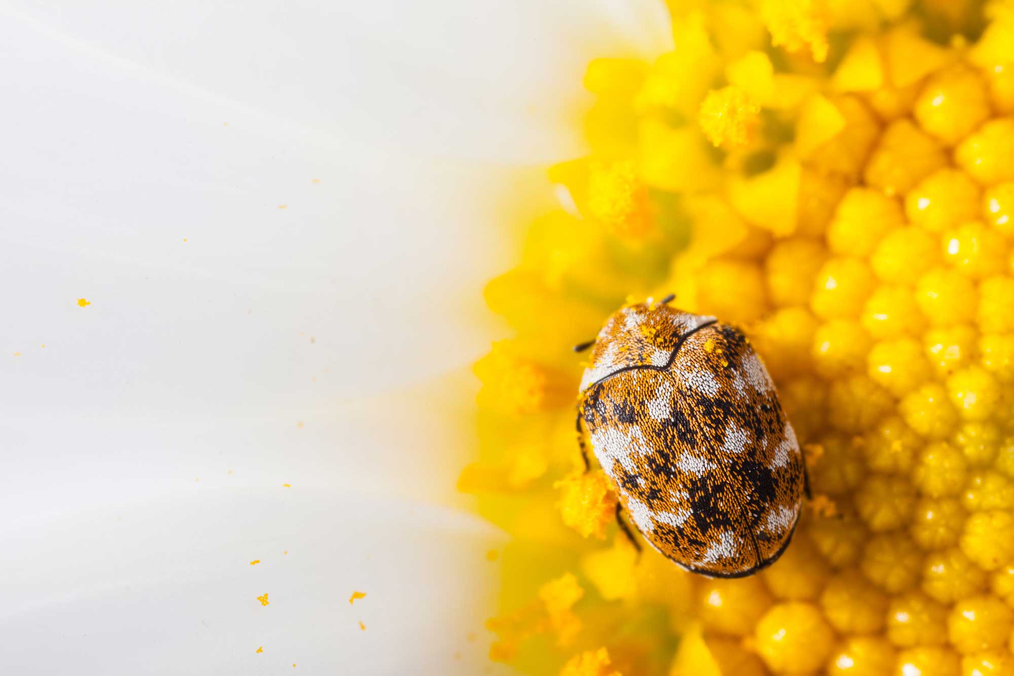 Close of up a varied carpet beetle