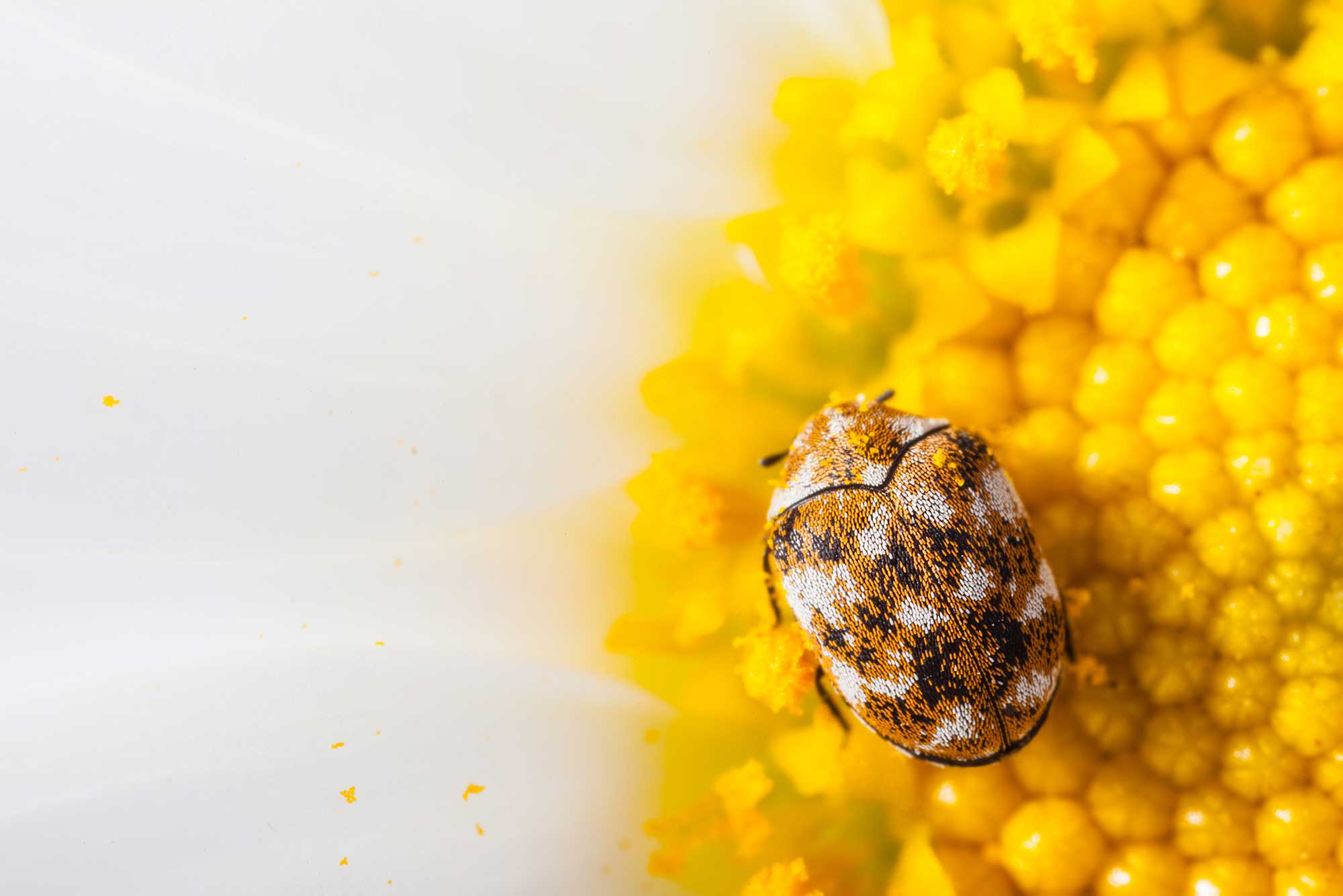 How To Get Rid Of Carpet Beetles