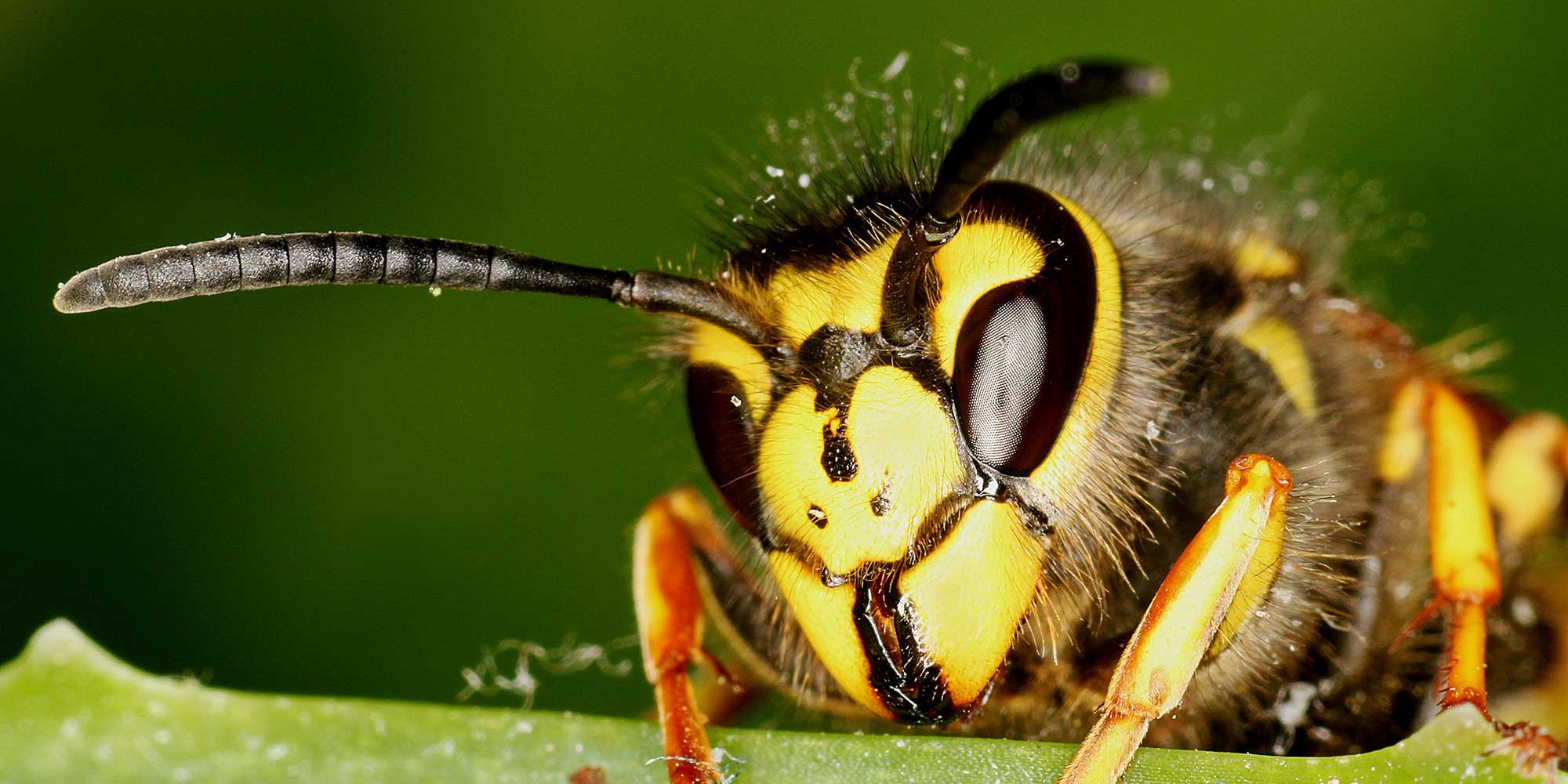 Noises in Your Attic or Loft? A Sign of Pests