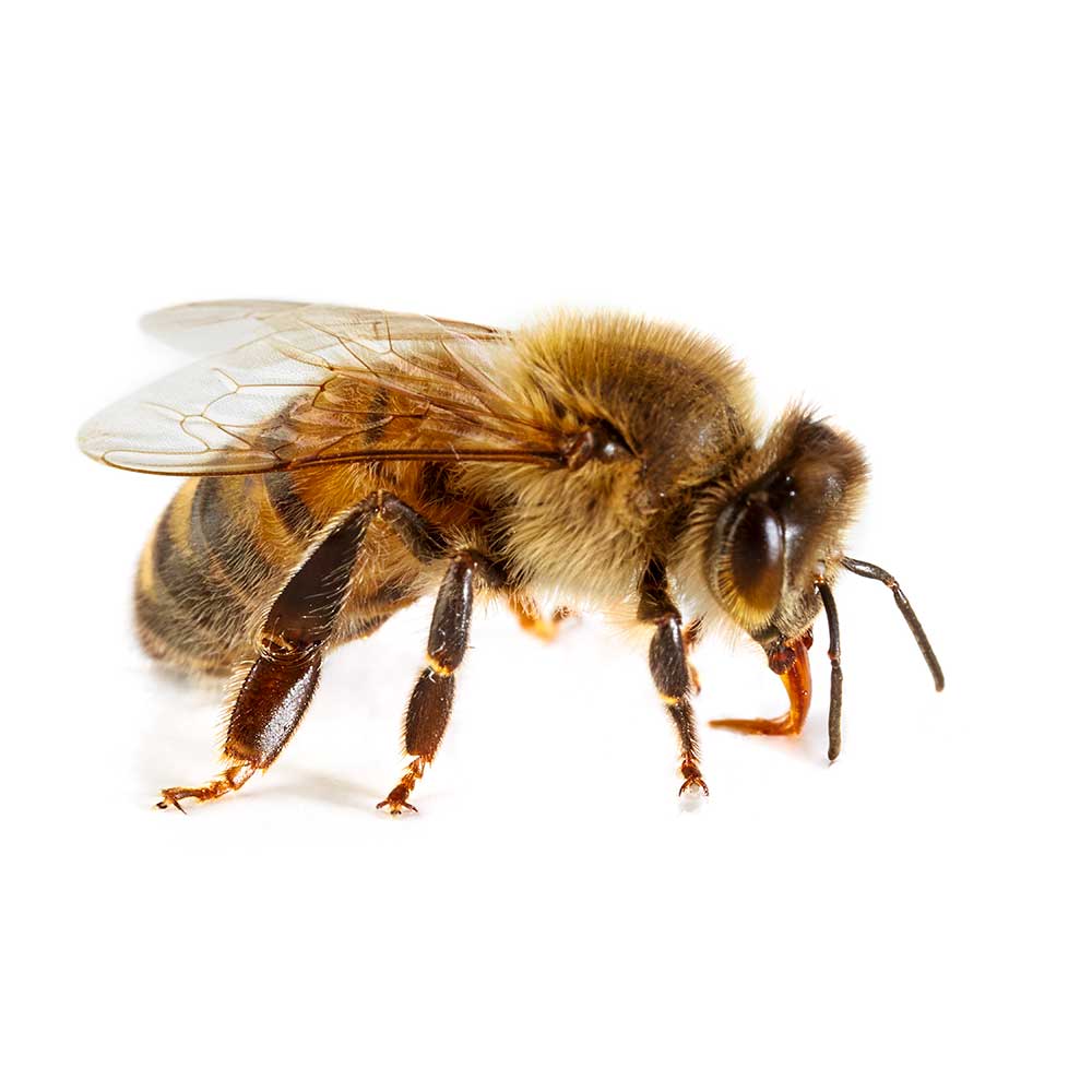 Honey bee isolated on white