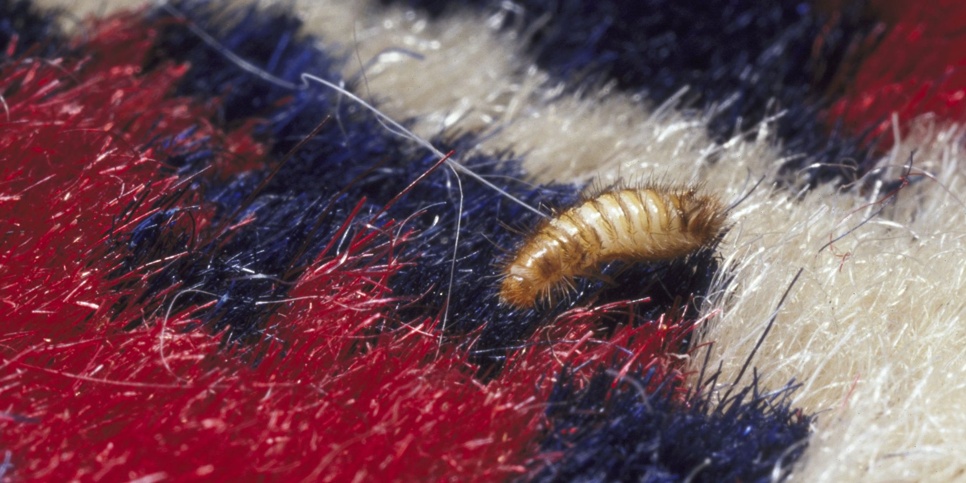 What Causes Carpet Beetles + How to Get Rid of Them